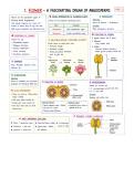 sexual reproduction in flowering plants 