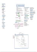 schema  Pentosefosfaatroute &vert; Cel III &vert; UGent &vert; 2025&sol;26