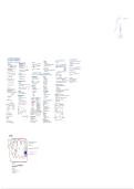 schema oxidatieve fosforylering &vert; Geneeskunde &vert; UGent &vert; 2025&sol;26