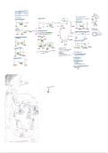 schema H3&colon; Krebs cyclus &vert; Universiteit Gent &vert; 2025&sol;26