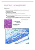 Practicum 5 Kraakbeen & Bot &vert; Cel- en Weefselleer &vert; UA &vert; 2024&sol;25