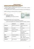 Toegepaste Dierkunde &vert; Celbiologie & Kerndeling &vert; Hogeschool Gent &vert; 2025&sol;26