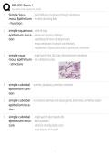 BIO 251 Exam 1 Review 2026 &vert; Anatomy & Physiology Practice Questions