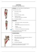 Functionele anatomie onderste lidmaat &vert; UGent &vert; 2025&sol;26