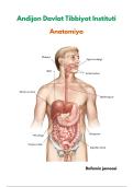 Anatomiya &ndash; Comprehensive Human Anatomy and Digestive System Learning Guide