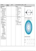 Psychopathologie Kinderen & Adolescenten &vert; VUB &vert; 2024&sol;25 &vert; Schema's