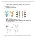 Samenvatting Moleculaire Biologie H4 &vert; Transcriptie &vert; KU Leuven &vert; 2025&sol;26