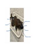 Frog Dissection Lab - Labeled Biology Notes &lpar;HS & College&rpar;