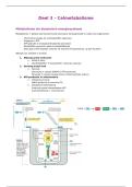 Celbio deel 3 - Celmetabolisme - kine 2026