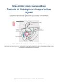 Latest Preview Thumbnail