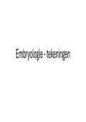 Embryologie Tekeningen  &vert; KU Leuven &vert; 2025&sol;26