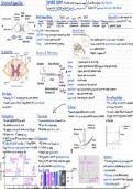 WJEC A-Level biology unit 3 Nervous System Summary notes&sol; Mindmap