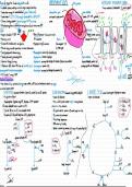Wjec Unit 3 A level biology Respiration summary notes &sol; mindmap