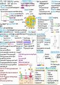 WJEC A level biology unit 3 Photosynthesis Summary notes &sol; Mindmap