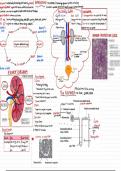 WJEC A Level Biology Unit 3 Summry notes on 5 topics&period;