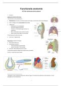 Functionele Anatomie H2&colon; Cardiovasculaire Systeem &vert; UHasselt &vert; 2025&sol;26