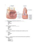 ANAT 260&vert; Art-labeling Activity&colon; Histological structure of the digestive tract Summer 2025&vert; New Edition&vert; West Coast University&comma; Orange County