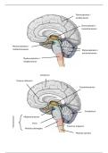Duidelijke afbeeldingen met alle termen te kennen voor neuroanatomie- 1ste bach kine 2026