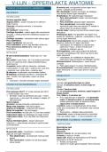 Oppervlakte anatomie &sol; V-lijn I
