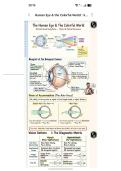 A best summary Notes of Human eyes &comma;They are needs for you 