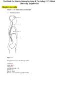 MARIEB HUMAN ANATOMY & PHYSIOLOGY&comma; 13TH&lpar;GLOBAL EDITION &rpar; BY KATJA HOEHN Chapter One Well covered questions and answers 100&percnt; A&plus;