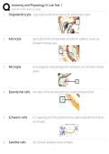 Anatomy and Physiology II Lab Test 1 Review Complete Study Guide and Practical Exam Preparation