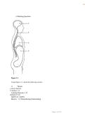 Marieb Human Anatomy & Physiology 12th Edition by Katja Hoehn Test Bank 2025&sol; 2026 &vert; 100&percnt; Verified with Correct Questions and Answers