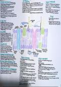 Latest Preview Thumbnail