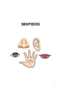 Apuntes Completo&period; Anatom&iacute;a de los 5 Sentidos  