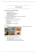 Parasitologie &vert; Arthropoda &vert; UGent &vert; 2025&sol;26