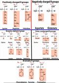 20 Amino Acids Organized Table