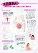 Resumen del Aparato Reproductor Femenino - Biolog&iacute;a