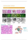 Nier en Urinewegen - Histologie - Prentjes