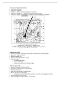 Pathofysiologie II &vert; Het Integument & Adnexen &vert; UGent &vert; 2025&sol;26