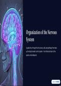 Neuroanatomy 101