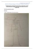 Pearson BTEC Applied Science &lpar;Distinction&rpar; Unit 8&colon; Physiology of Human Body Systems Assignment 8A&colon; Understand the impact of disorders of the musculoskeletal system and their associated corrective treatments
