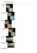 Document preview thumbnail