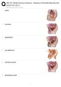 BIO 231 General Human Anatomy Male Reproductive System Laboratory EXAM STUDY GUIDE 2026&sol;2027 ACCURATE QUESTIONS WITH CORRECT DETAILED SOLUTIONS &vert;&vert; 100&percnt; GUARANTEED PASS NEWEST VERSION