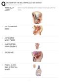 Anatomy of the Male Reproductive System EXAM STUDY GUIDE 2026&sol;2027 ACCURATE QUESTIONS WITH CORRECT DETAILED SOLUTIONS &vert;&vert; 100&percnt; GUARANTEED PASS NEWEST VERSION