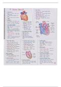 Heart anatomy 