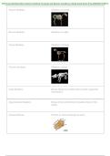 Veterinary Skeletons Bone Names&comma; Vertebral Formulas & Species Variations Questions & Answers PDF &vert; Anatomy Exam Prep &vert; 2026&ndash;2027