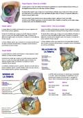 Anatom&iacute;a del cr&aacute;neo 