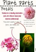 Parts of Plants - Biology
