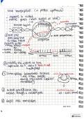 DNA Transcription and DNA Translation