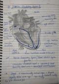 Body fluids and regulation handwritten notes&period;