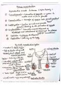 Class 12 Biology Human Reproduction Complete Notes