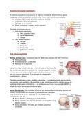 Anatomia del aparato respiratorio