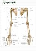 Complete Upper Limb Anatomy notes 