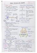 Human Anatomy