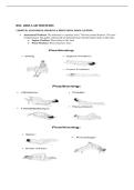 BSC 2085 Lab Midterm Study Guide &vert; Anatomy & Physiology I&colon; Cells&comma; Tissues&comma; Integumentary & Skeletal Systems &vert; 2026 Update Complete&period;